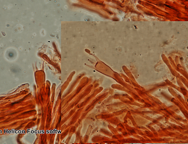 Fotoreportage di uno Stereum (credo!) (Stereum gausapatum)